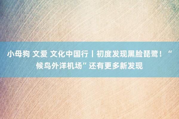 小母狗 文爱 文化中国行丨初度发现黑脸琵鹭！“候鸟外洋机场”还有更多新发现